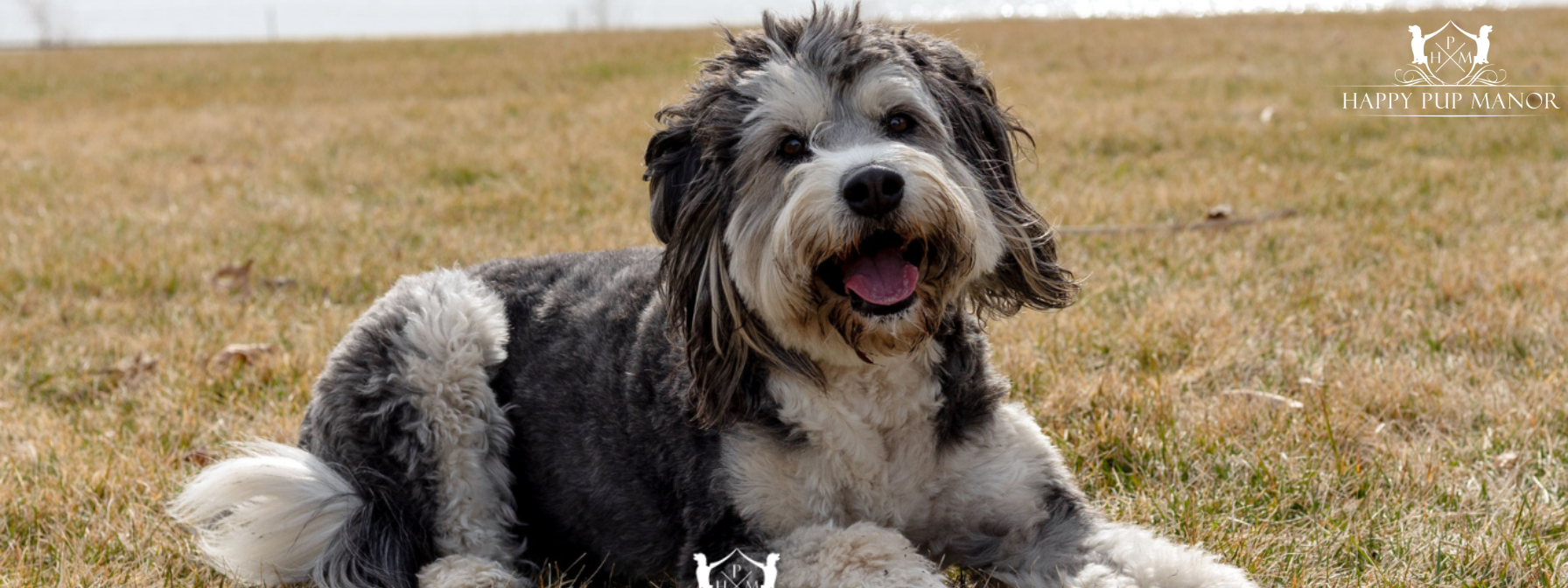 How to Prepare Your Dog for Boarding