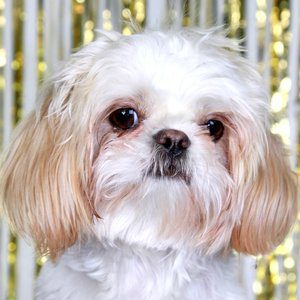 Maisy the Shih Tzu