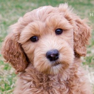 Bee the Goldendoodle