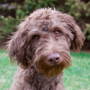 Cinderella the Labradoodle