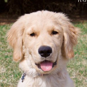 Jax the Golden Retriever