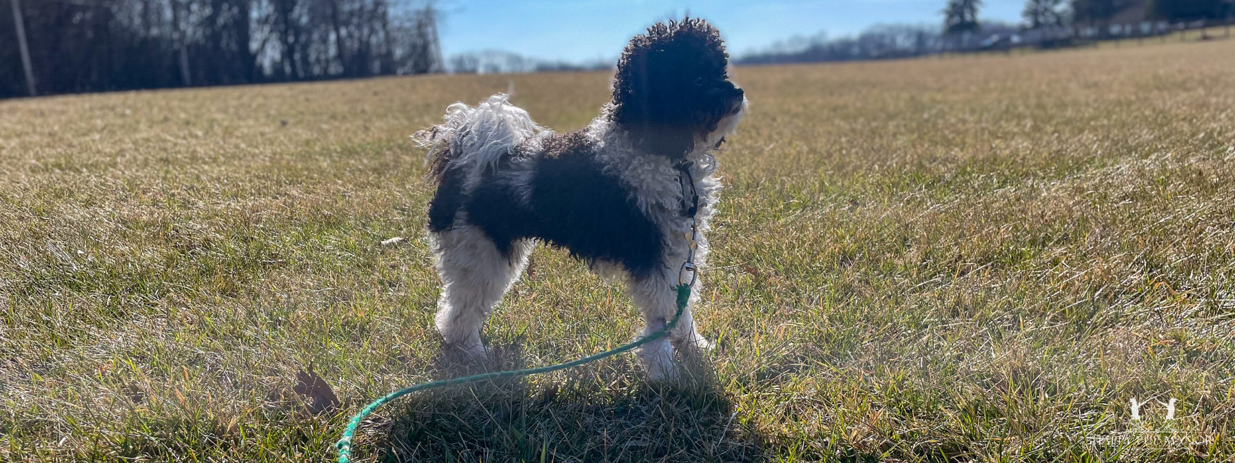 Choosing the Right Collar and Leash for Your Pup