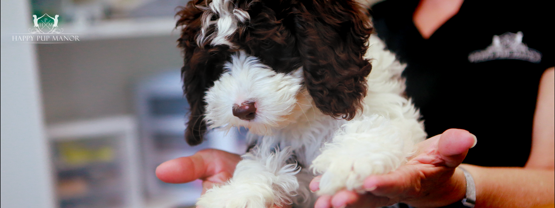 Picking Up Your Puppy