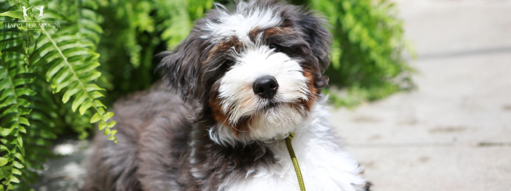 First Aid for Your Puppy