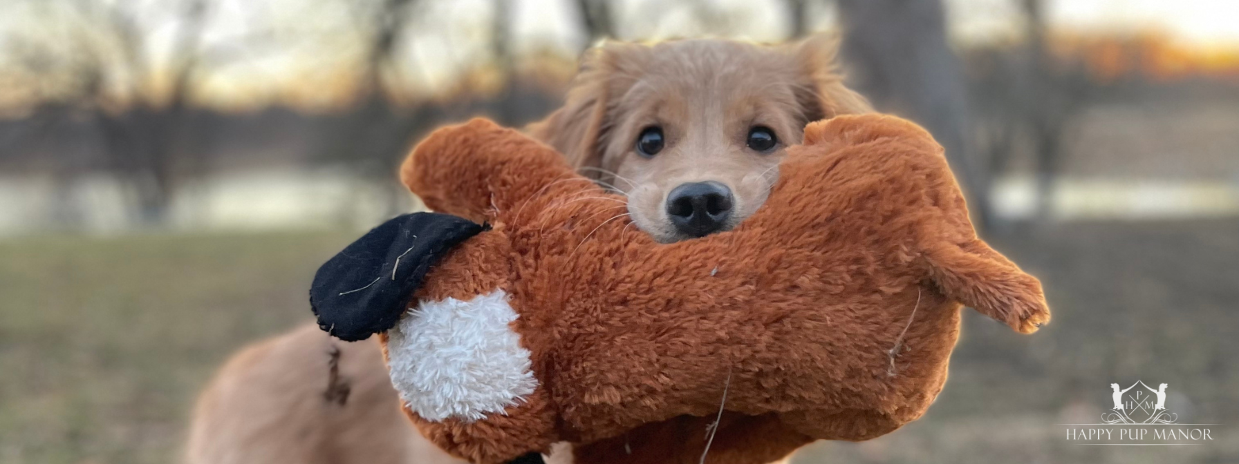 What to Know Before Investing in Pet Insurance
