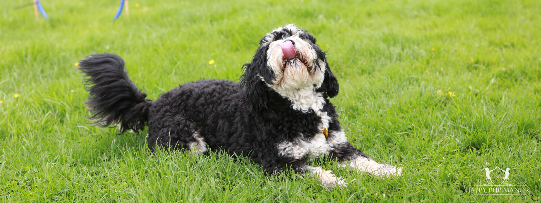 Training Essentials for New Puppy Owners