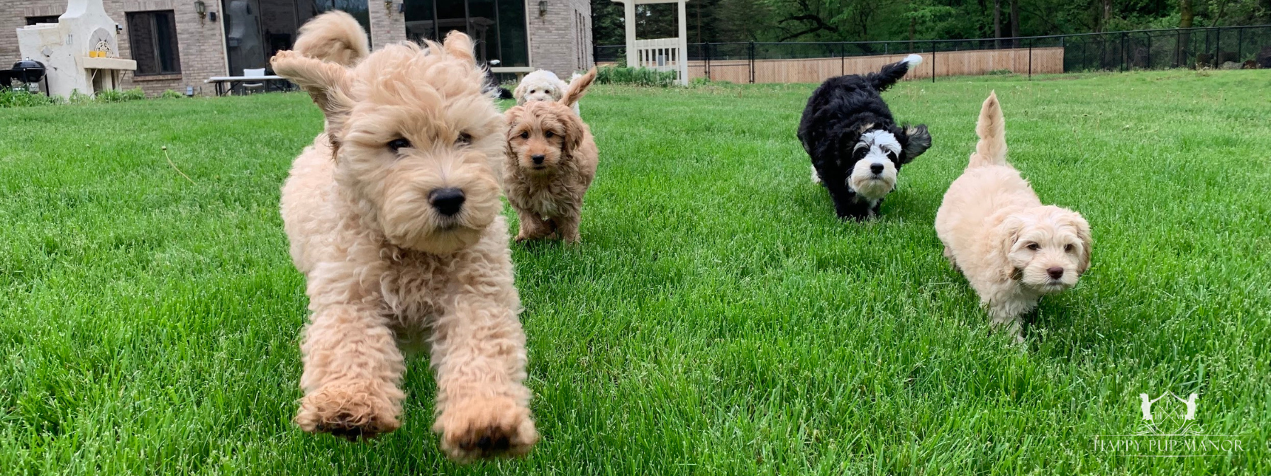 Complete Puppy Essentials List