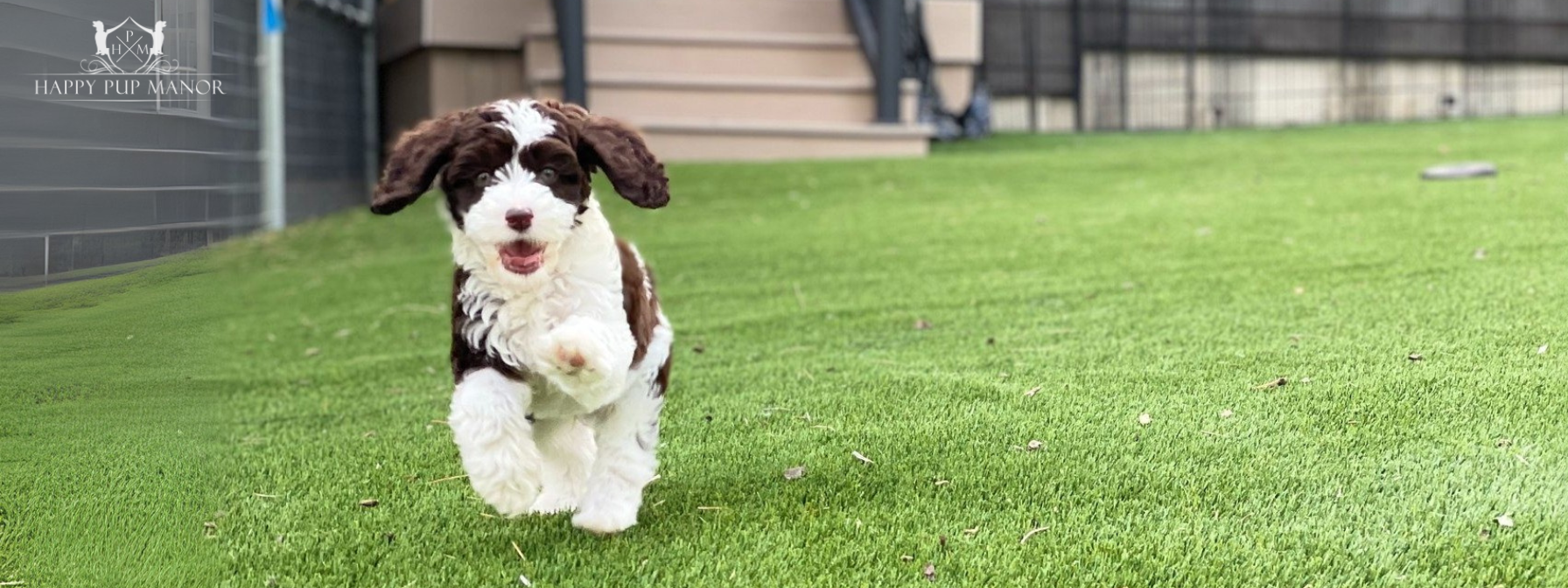 Keep Your Pup Safe with the SpotOn Virtual Smart Fence!