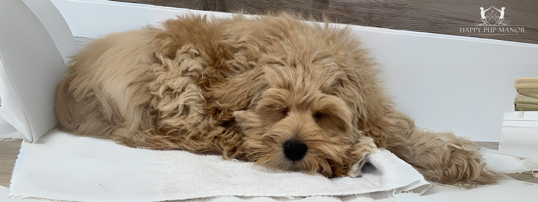 How to Deal with Puppy Separation Anxiety