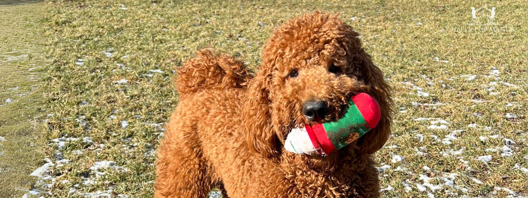 When Can a Puppy Start Using Chew Toys? 