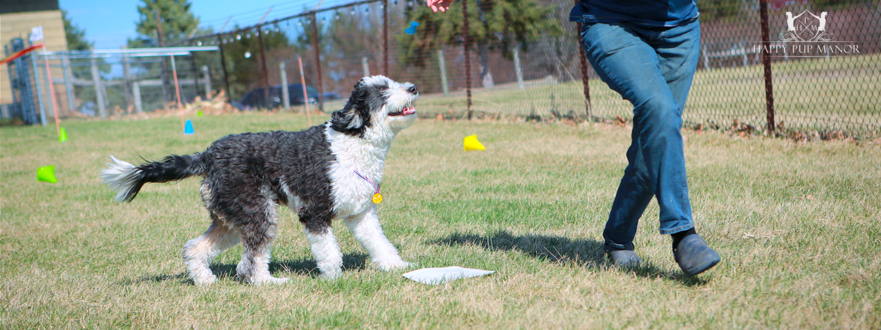 When Should I Take My Puppy to a Trainer? 