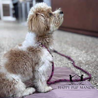 Bringing Your New Puppy Home: Training Tools and Treats