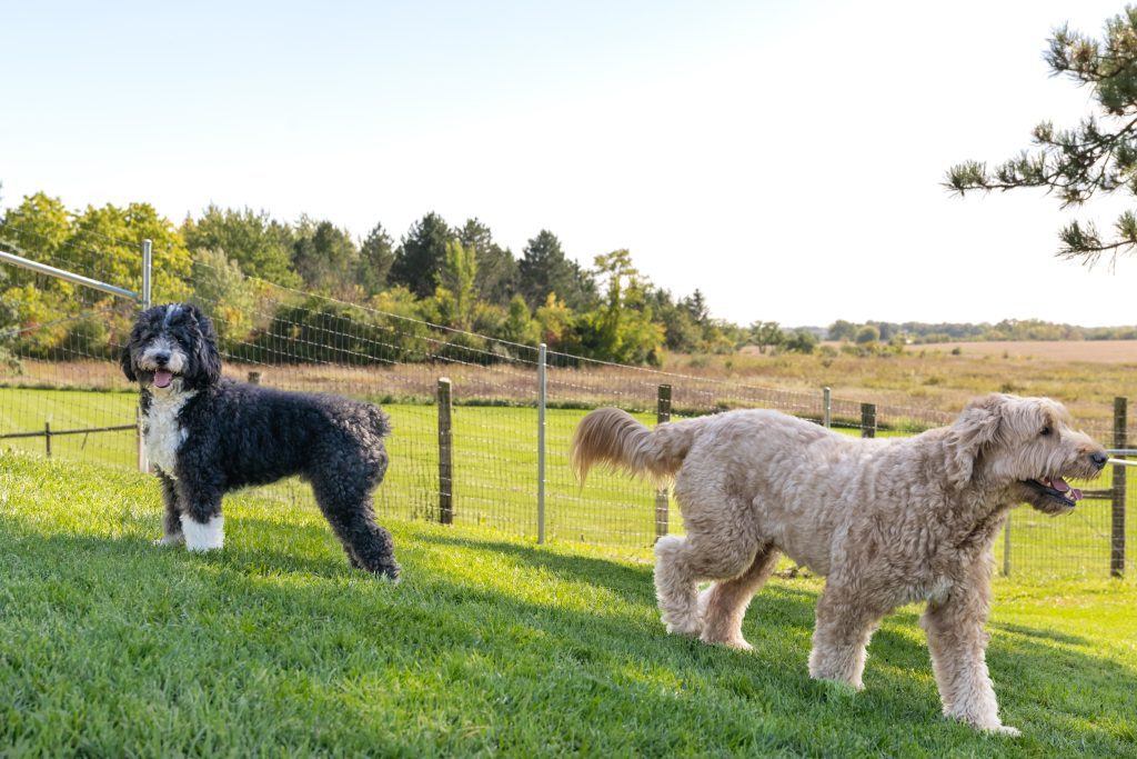 Two doodle breed dogs playing on Puppy Boarder in Grayslake