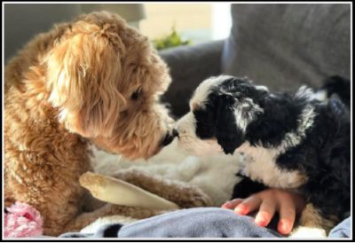 Goldendoodle Acres