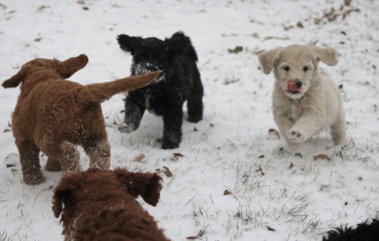 Goldendoodle Acres