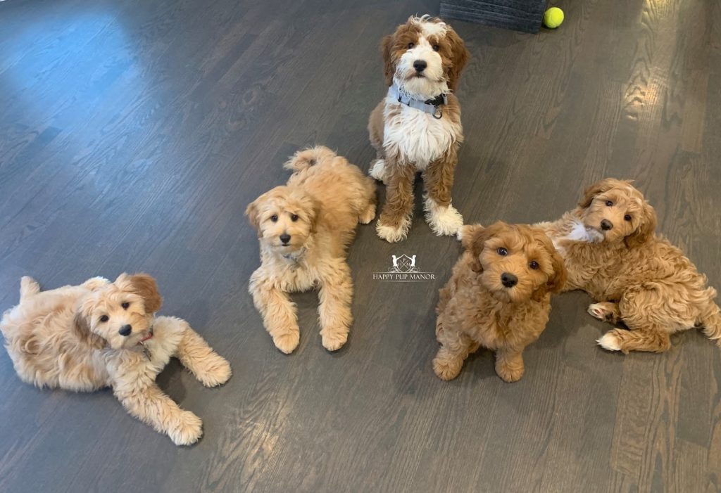 Goldendoodle Acres