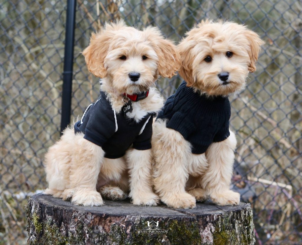 Goldendoodle Acres