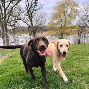 Two doodle breed dogs playing on Puppy Boarder in Grayslake