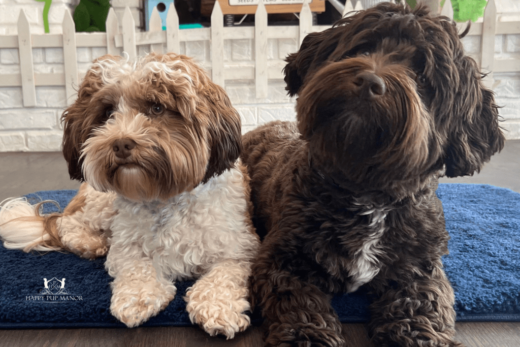 How To Introduce Your New Puppy To Your Dog?