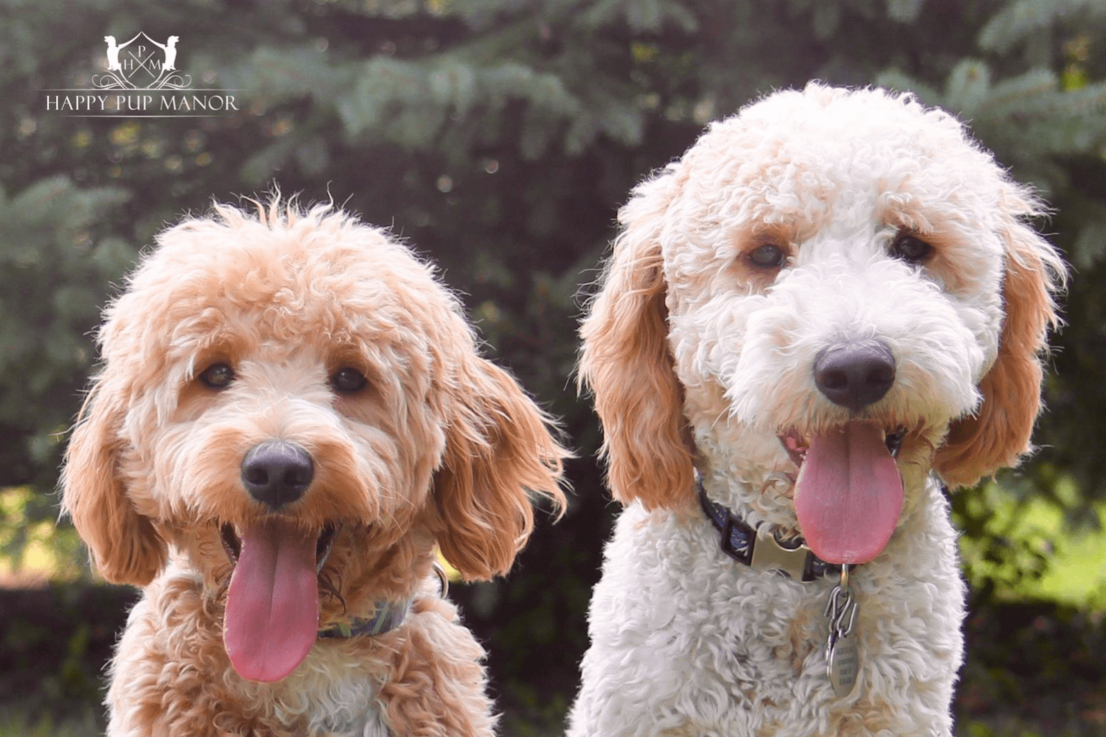 How To Introduce Your New Puppy To Your Dog?