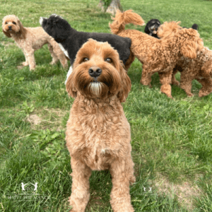 How To Introduce My Dog to The Dog Park