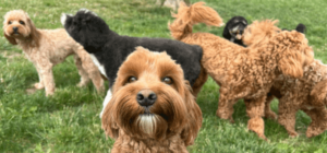 How To Introduce My Dog to The Dog Park