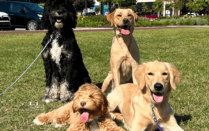 How To Introduce My Dog to The Dog Park