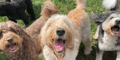 How To Introduce My Dog to The Dog Park