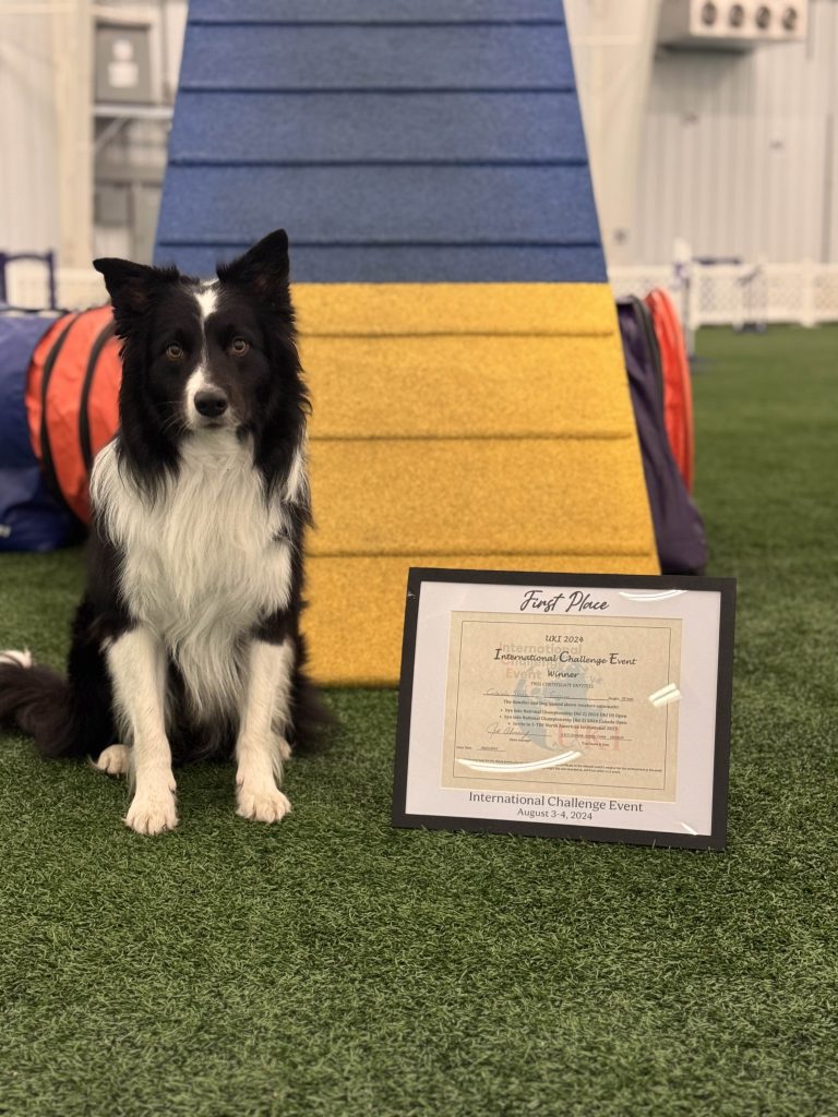 Last Call for AKC 2025 Agility Nationals Qualifications!