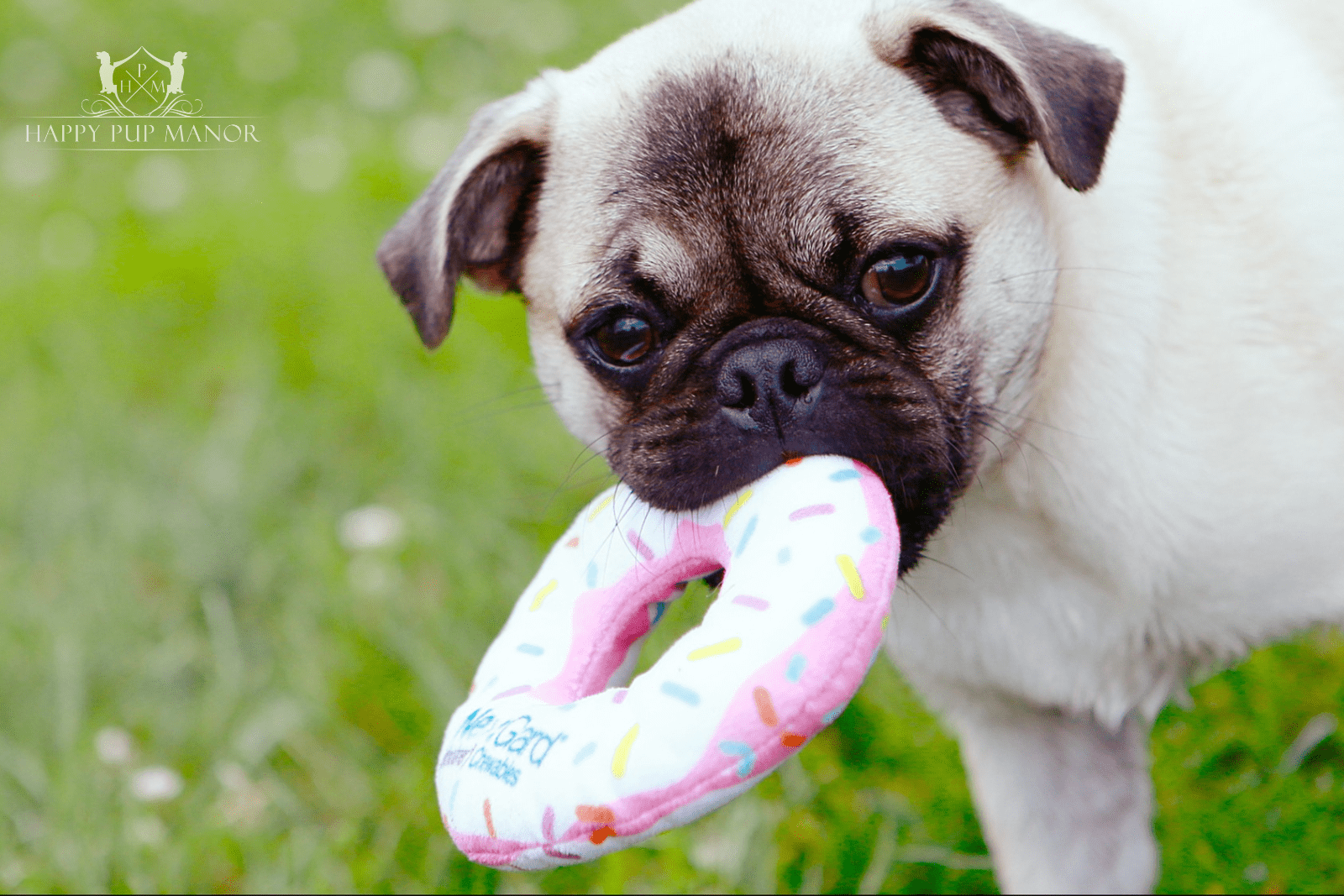 Puppy Teething: Tips for Soothing Your Puppy’s Pain