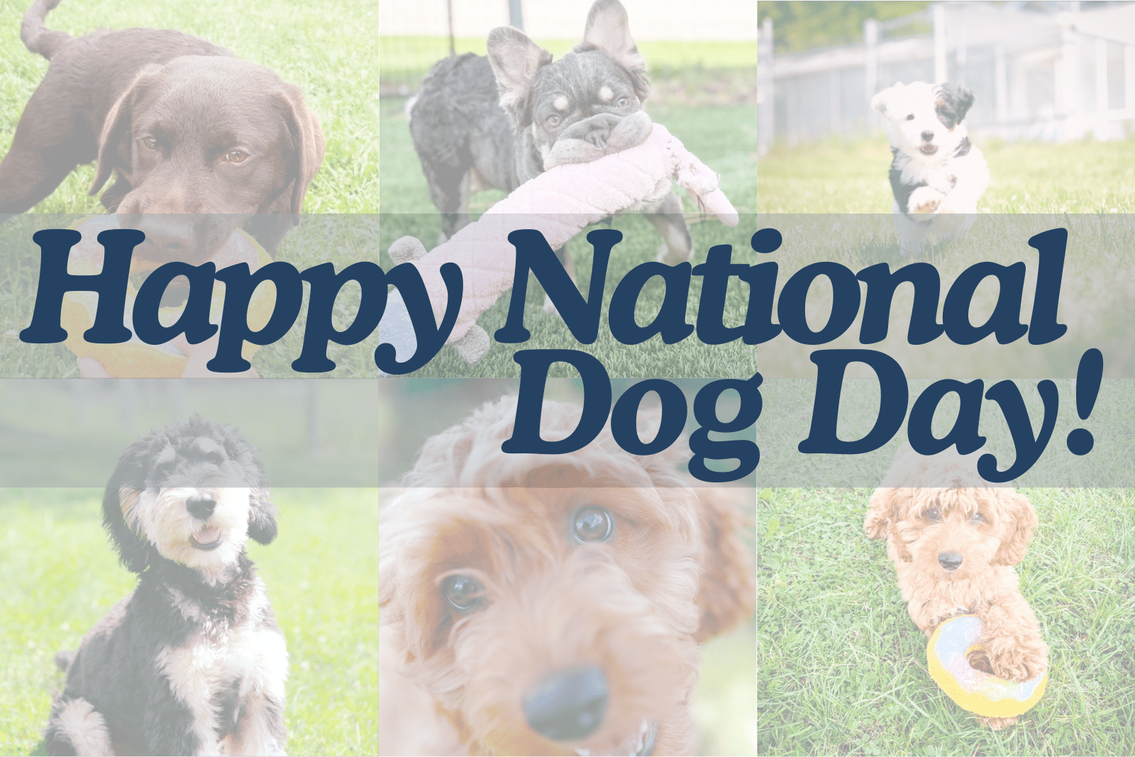 Happy National Dog Day!