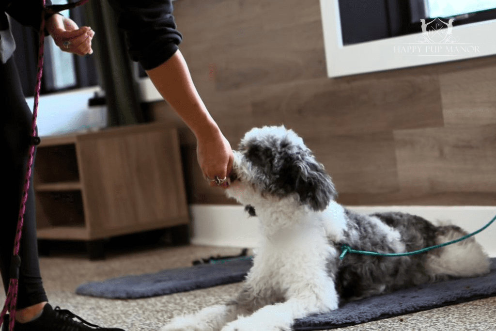 Dog Training Fanny Packs and Clickers