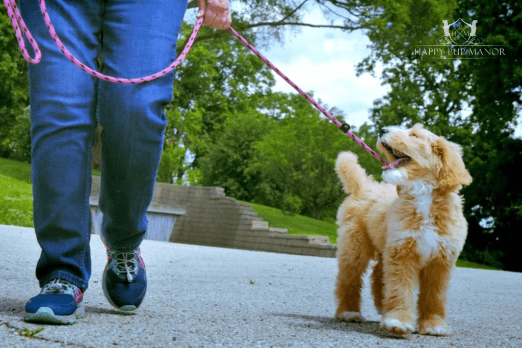 Dog Training Fanny Packs and Clickers