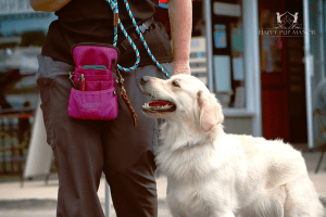 Dog Training Fanny Packs and Clickers