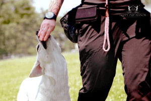 Dog Training Fanny Packs and Clickers