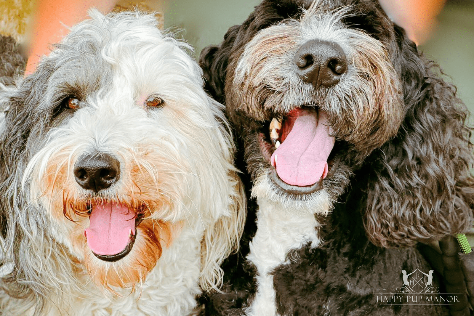 Dynamic Duo: Dog Training Fanny Packs and Clickers