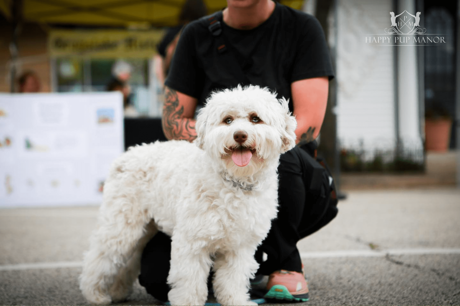 Click, Treat, Repeat: Mastering Dog Clicker Training Techniques