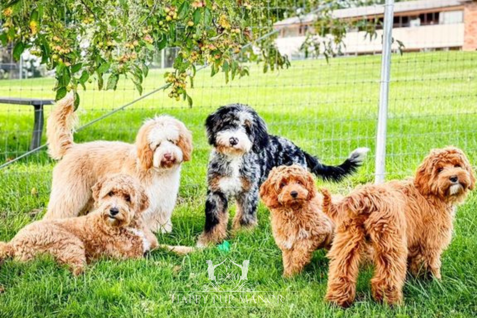 Finding Local Goldendoodle Puppy Training Classes