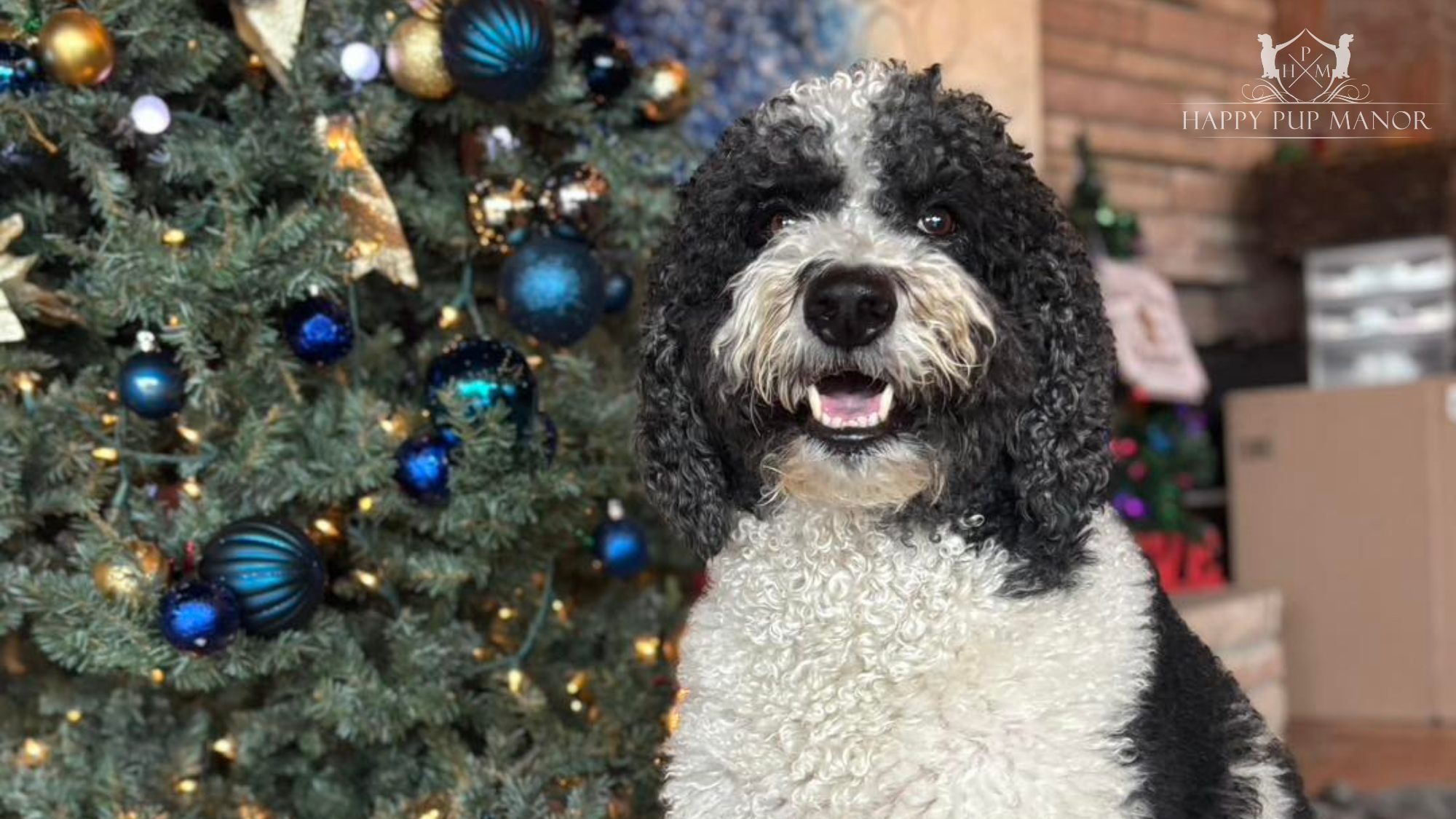 9 Easy Ways To Keeping Dogs Calm During The Holidays