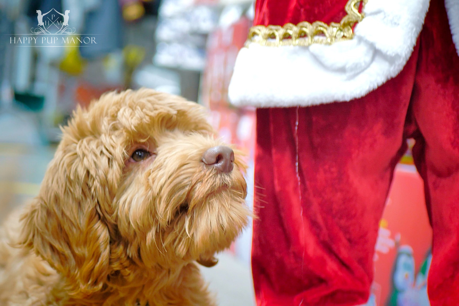 How to Prepare Your Dog for Christmas: A Complete Guide