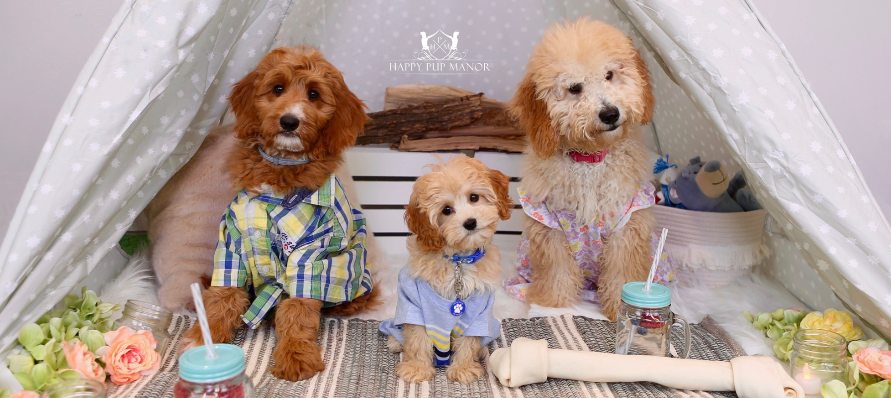 Goldendoodle Coat Types: Easy Beginner’s Guide to Variations and Care