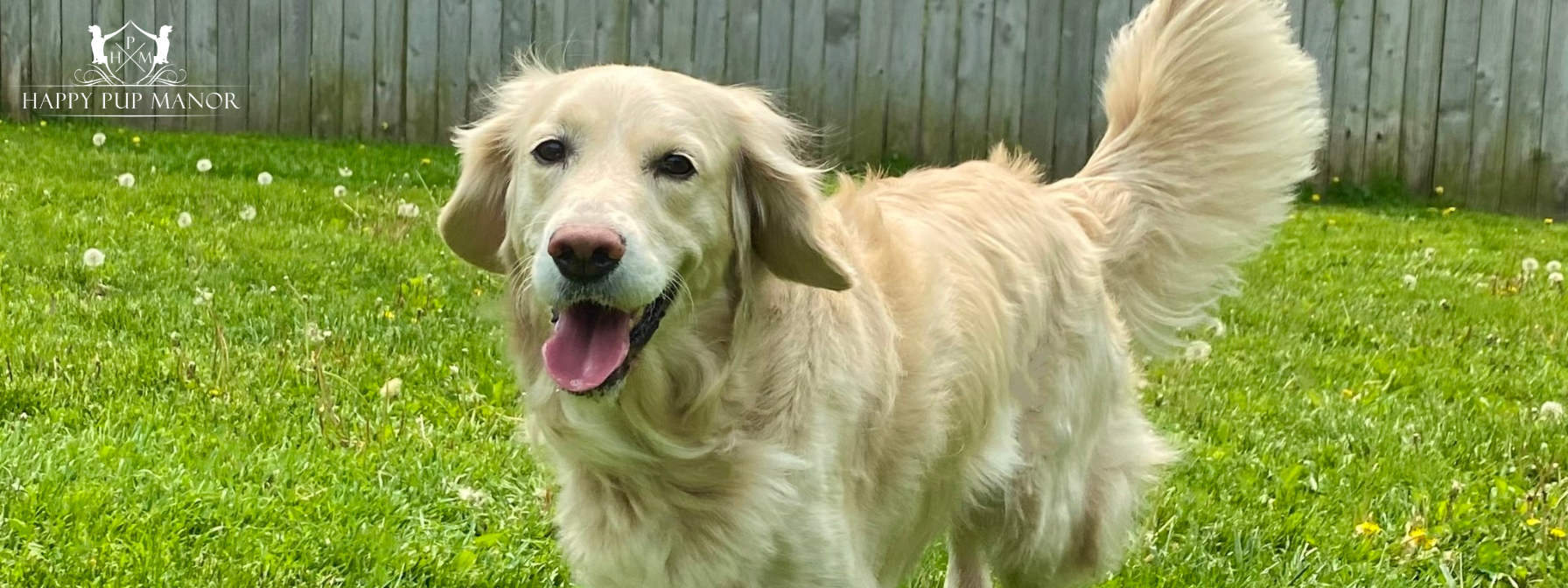 Plants Poisonous to Dogs: What Every Dog Owner Should Know