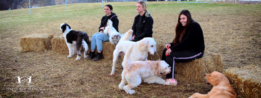 happy pup manor trainers and pups