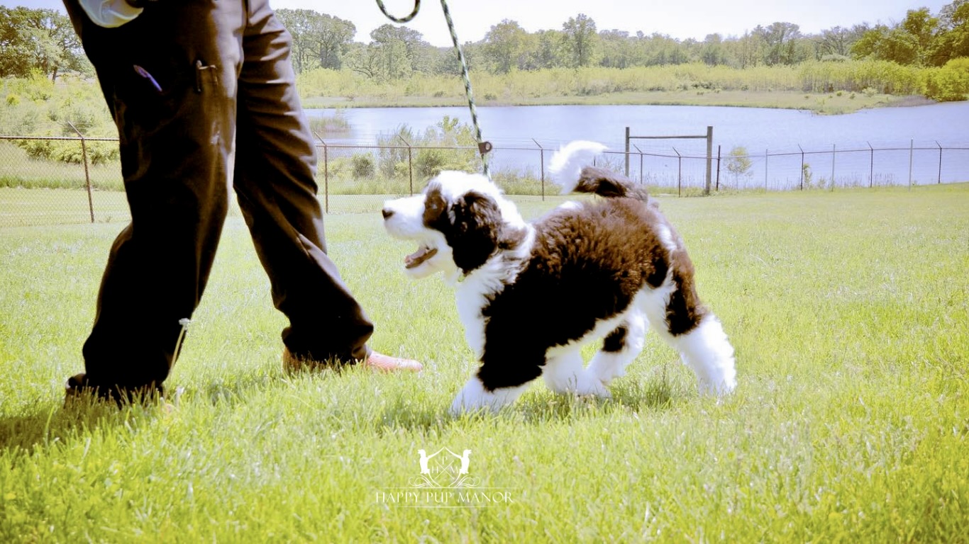 Workshops At Happy Pup