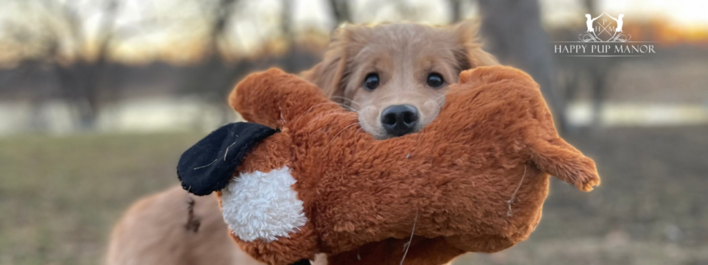 How to prepare your dog for boarding (2)