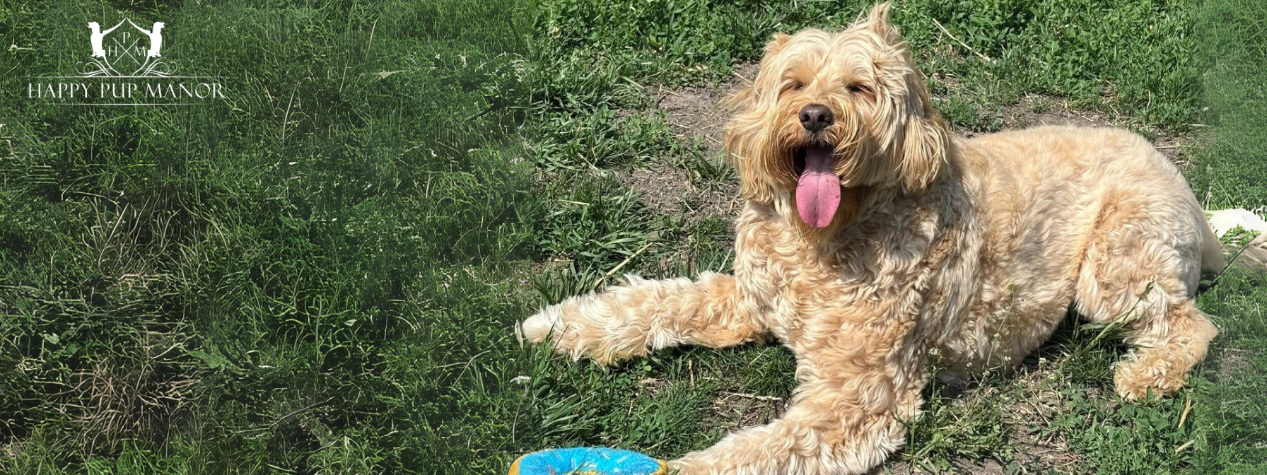 Labradoodle vs Goldendoodle: Which Doodle is Best for You?