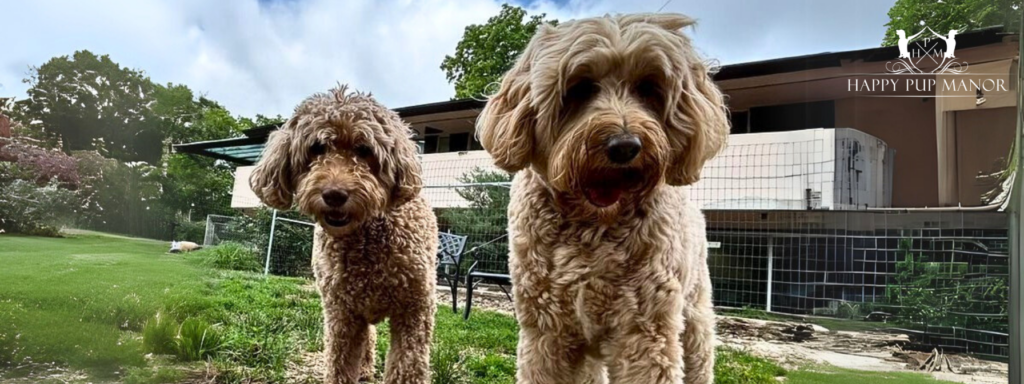 Labradoodle vs Goldendoodle