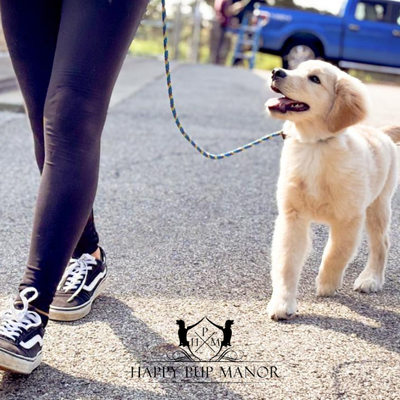Building Engagement with Your Dog