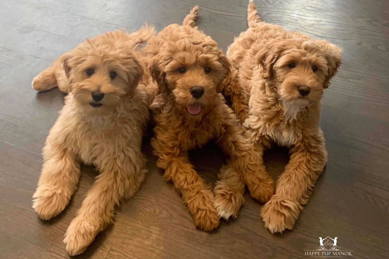 Goldendoodle Acres