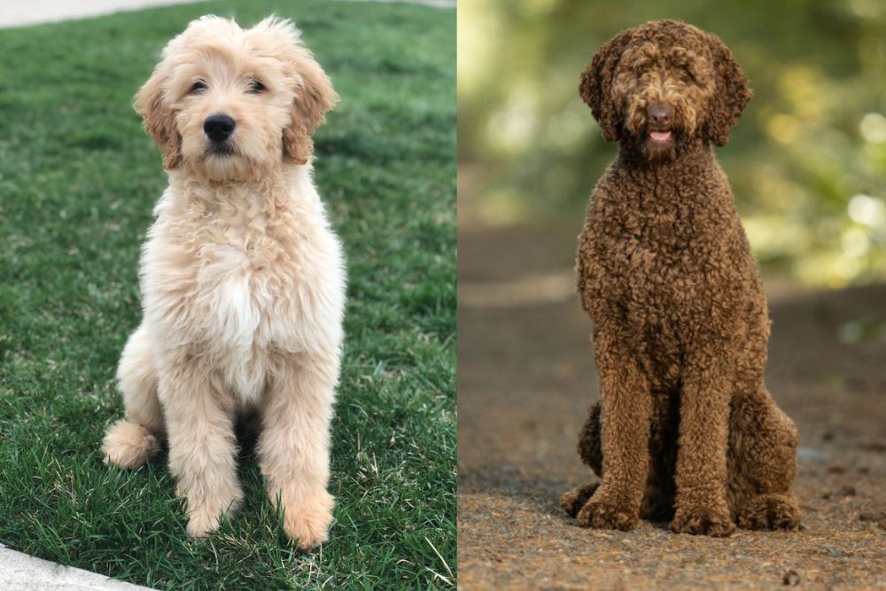 Labradoodle vs. Goldendoodle: Which Doodle Fits Your Family Best?